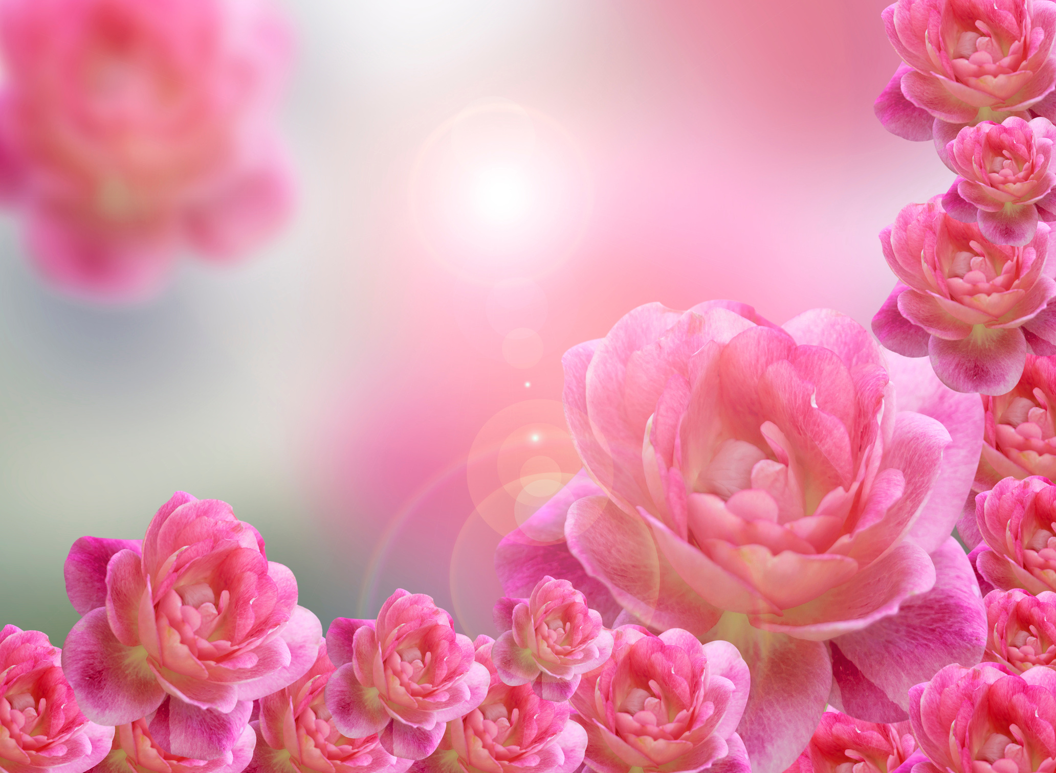 Pink roses background