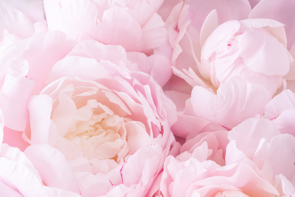 Pink peony