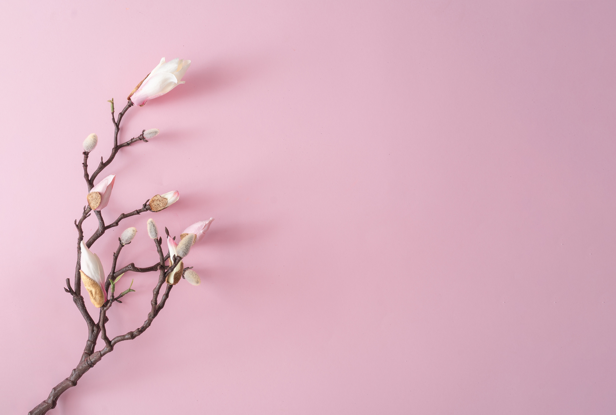 White and pink flowers on pastel pink background.